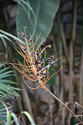 Baby Queen Palm (Chamaedorea plumosa) at Lakeshore Garden Centres
