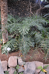 Baby Queen Palm (Chamaedorea plumosa) at Lakeshore Garden Centres