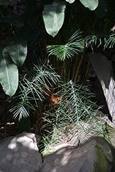Baby Queen Palm (Chamaedorea plumosa) at A Very Successful Garden Center