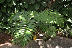 Pacaya Palm (Chamaedorea tepejilote) at A Very Successful Garden Center