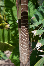 Zebra Fishtail Palm (Caryota zebrina) at A Very Successful Garden Center