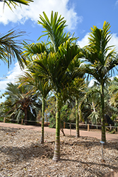 Betal Tree (Areca catechu) at Stonegate Gardens