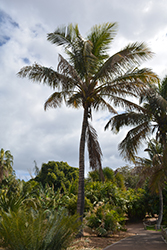 Coconut Palm (Cocos nucifera) at Lakeshore Garden Centres
