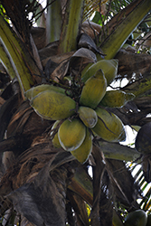 Coconut Palm (Cocos nucifera) at A Very Successful Garden Center