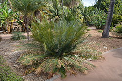 Himalayan Sago Palm (Cycas pectinata) at A Very Successful Garden Center