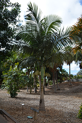 Myola Palm (Archontophoenix myolensis) at A Very Successful Garden Center
