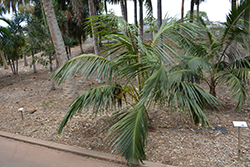 Kentia Palm (Howea forsteriana) at Stonegate Gardens