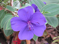 Princess Flower (Tibouchina urvilleana) at Lakeshore Garden Centres