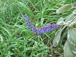 Variegated Blue Spur Flower (Plectranthus barbatus 'Variegata') at Stonegate Gardens