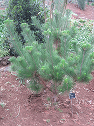 Monterey Pine (Pinus radiata) at A Very Successful Garden Center