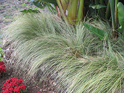 Variegated Japanese Sedge (Carex oshimensis) at A Very Successful Garden Center