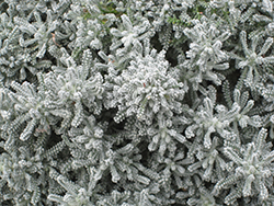 Cotton Lavender (Santolina chamaecyparissus) at Stonegate Gardens