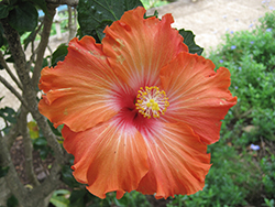 Sunny Cities Marseille Hibiscus (Hibiscus rosa-sinensis 'Marseille') at A Very Successful Garden Center