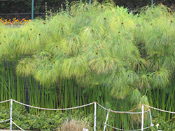 Papyrus (Cyperus papyrus) at A Very Successful Garden Center