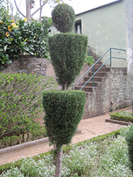 Italian Cypress Topiary (Cupressus sempervirens (topiary)) at Lakeshore Garden Centres