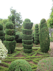 Italian Cypress Spiral (Cupressus sempervirens (spiral)) at A Very Successful Garden Center