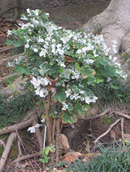 Snow Bush (Breynia disticha) at A Very Successful Garden Center