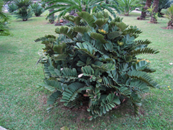 Cardboard Palm (Zamia furfuracea) at A Very Successful Garden Center
