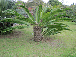 Modjadji Cycad (Encephalartos transvenosus) at A Very Successful Garden Center