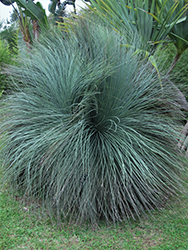 Austral Grass Tree (Xanthorrhoea australis) at A Very Successful Garden Center