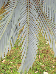 Karoo Cycad (Encephalartos lehmannii) at Stonegate Gardens