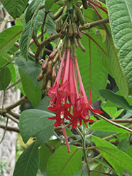 Bolivian Fuchsia (Fuchsia boliviana) at A Very Successful Garden Center