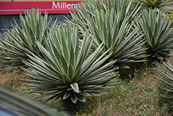 Variegated Caribbean Agave (Agave angustifolia 'Marginata') at A Very Successful Garden Center