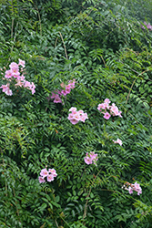 Pink Trumpet Vine (Podranea ricasoliana) at Lakeshore Garden Centres