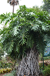 Tree Philodendron (Philodendron bipinnatifidum) at A Very Successful Garden Center