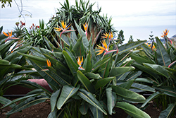 Orange Bird Of Paradise (Strelitzia reginae) at A Very Successful Garden Center