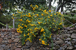 Yellow Marmalade Bush (Streptosolen jamesonii 'Lutea') at Stonegate Gardens