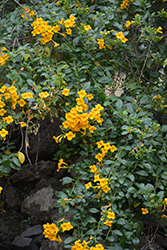 Yellow Marmalade Bush (Streptosolen jamesonii 'Lutea') at A Very Successful Garden Center
