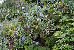 Massaroco (Echium nervosum) at Stonegate Gardens