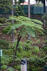 Australian Tree Fern (Cyathea cooperi) at A Very Successful Garden Center