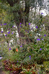 Princess Flower (Tibouchina urvilleana) at Stonegate Gardens