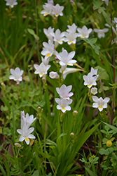 White Freesia (Freesia alba) at Lakeshore Garden Centres