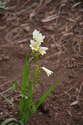 White Freesia (Freesia alba) at A Very Successful Garden Center