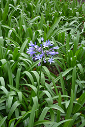 African Lily (Agapanthus praecox) at A Very Successful Garden Center