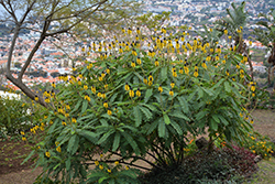 Popcorn Cassia (Senna didymobotrya) at Stonegate Gardens