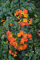 Marmalade Bush (Streptosolen jamesonii) at A Very Successful Garden Center