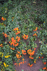 Marmalade Bush (Streptosolen jamesonii) at A Very Successful Garden Center
