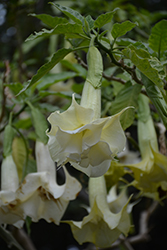 Double White Angel's Trumpet (Brugmansia x candida 'Double White') at Lakeshore Garden Centres
