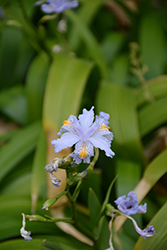Variegated Fringed Iris (Iris japonica 'Variegata') at Stonegate Gardens