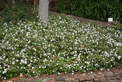 Spreading White Lantana (Lantana montevidensis 'Spreading White') at A Very Successful Garden Center