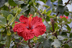Red Wave Hibiscus (Hibiscus rosa-sinensis 'Red Wave') at A Very Successful Garden Center
