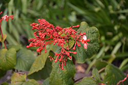 Java Glorybower (Clerodendrum speciosissimum) at A Very Successful Garden Center