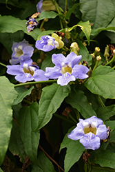 Blue Trumpet Vine (Thunbergia grandiflora) at A Very Successful Garden Center