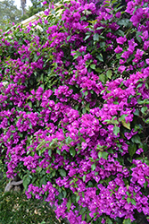 Purple Queen Bougainvillea (Bougainvillea 'Moneth') at A Very Successful Garden Center