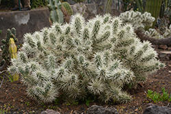 Sheathed Cholla (Cylindropuntia tunicata) at A Very Successful Garden Center