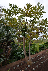 Tainung Papaya (Carica papaya 'Tainung') at Lakeshore Garden Centres